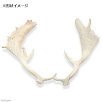 Leaf Corporation（リーフコーポレーション） 国産 ヘラジカの角 オブジェ 1本 インテリア 196363 1個（直送品）