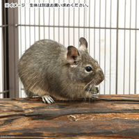 Leaf Corporation（リーフコーポレーション） 天然素材 パコツリー S 長さ350～600mm 内径40～59mm 375186 1個（直送品）