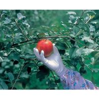 エスコ [L] 手袋(ポリウレタンコーティング) EA354GD-53A 1セット(15双)（直送品）