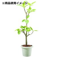 大和プラスチック ヤマト グレイスポット 25型 5L アイボリー 71489 1セット(10個)（直送品）