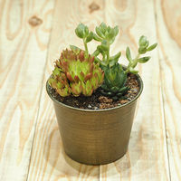 ホワイエ プランター MC円錐ポット 直径10.5×高さ8cm アイアン グリーンゴールド 404059 1個（直送品）