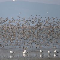 シギの恩返し米　夢しずく 令和七年度産 2合キューブ AKOMEYA TOKYO/アコメヤ