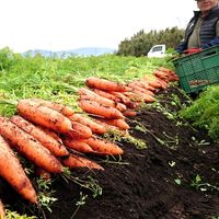 かごしま有機生産組合 オーガニック人参のキャロットジュース６本 ONCJ-6 1個（直送品）