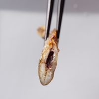 カネダイ大野商店 北海道産　本ししゃも OHS-20 1個（直送品）