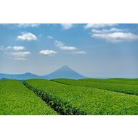 お茶の丸幸 井ヶ田の一品　ゆたかみどり 1セット(100g×3)