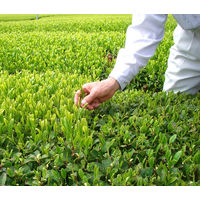 お茶の丸幸 入間千歳園 お徳用味一番狭山茶 1セット(250g×3)