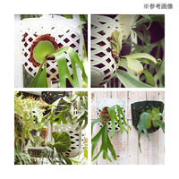 リーフ コウモリランポケット ホワイト 3個入り 282399 1個（直送品）