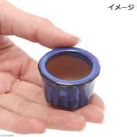 生体発送温度 神田直接 盆栽鉢 形状お任せ 山野草豆鉢 山野草 植木鉢 ミニミニ盆栽鉢 432885 1セット(5個)（直送品）