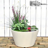 リーフ 睡蓮鉢 メダカ鉢 金魚鉢 ホワイト+ソーラー充電式エアポンプ 305586 1個（直送品）