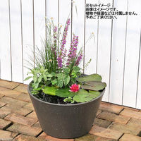 リーフ 睡蓮鉢 メダカ鉢 金魚鉢 ブラウン+ソーラー充電式エアポンプ 305584 1個（直送品）