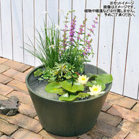 リーフ 睡蓮鉢 メダカ鉢 金魚鉢 グリーン+ソーラー充電式エアポンプ 305582 1個（直送品）