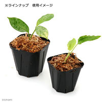 兼弥産業 スリット鉢 KP105 黒 50個入り 102929 1個（直送品）