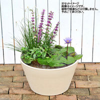 リーフ 睡蓮鉢 オリジナル睡蓮鉢 ベージュ 同色2鉢セット 242371 1個（直送品）