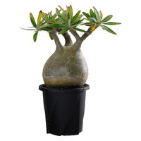 大和プラスチック 根はりポット 18型 4903266731786 1個（直送品）