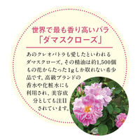 ルピシア 2026 DAMASK ROSE ティーバッグ限定デザインBOX 1箱（10バッグ入）