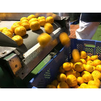 【アウトレット】東亜酒造 蔵出し まろやかゆず酒 1000ml 1本