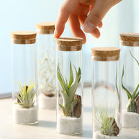 チャーム (観葉植物)エアープランツ(品種おまかせ)スタンドガラス(1個) 373365 1個（直送品）
