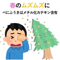 桑原園の壮太の茶 べにふうき緑茶パウダー 80g beni80g10 1セット(80g×10袋)（直送品）