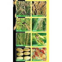 住友化学 ブラシンフロアブル 500ml #2056803 1本（直送品）