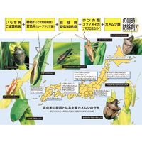 住友化学ブラシンバリダジョーカー粉DL3kg #2056801 1袋（直送品）