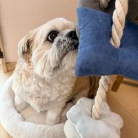 ぬいぐるみトイ ロープ グレー 犬用 LAKOLE/ラコレ