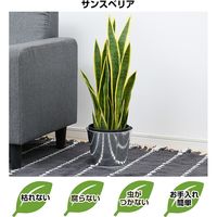 キシマ フェイクグリーン サンスベリア BK-7038（直送品）