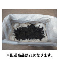 カクイ  高性能カクイオイルパック 2L用 OP-2　1箱