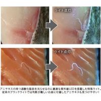 パックスタイル アニサキス発見ライト 620864（直送品）