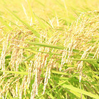 都ほまれ　純米酒 パック 2L 1本  東亜酒造 日本酒