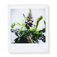 【チェキフイルム】富士フイルム チェキスクエア用フィルム instax SQUARE INSTAX SQUARE WW 2 10枚入×2（20枚）（わけあり品）