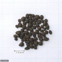 ポゴナ・クラブ パームマット 8L 2250000281505 1セット（直送品）