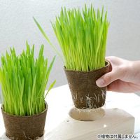 リーフ ペットグラス用 木製スタンド クリアコート 三連 162765 1個（直送品）