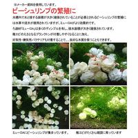 M&Kシステム 高性能ろ過材 ミューロA 5L(1L×5) 2250001694199 1個（直送品）