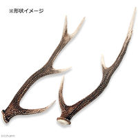 リーフ 鹿の角　オブジェ　Ｌサイズ　インテリア 2250001963622 1個（直送品）