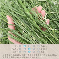 リーフ 令和5年産 国産 やみつき大麦若葉 100g 213159 1個（直送品）