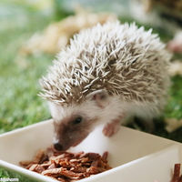 リーフ ハリネズミの食事プレミアム 300g フード・おやつ3点セット 213345 1セット（直送品）