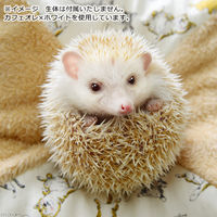 リーフ ハリネズミのふれあいクッション M 【ココア×ホワイト】 ハンドメイド 398426 1個（直送品）