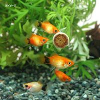 セラジャパン オーニップ 100ml(60g 100錠入り) 4001942004404 1個（直送品）