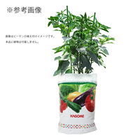 プロトリーフ カゴメ そのまま育てる野菜の土 １５Ｌ 102155 1個（直送品）