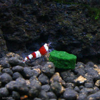 リーフ 観賞魚用クロレラ 20g 3袋セット 4580295482652 1セット（直送品）