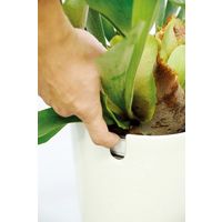 未来アグリス　PD COLLECTION　中鉢観葉植物　ID-8001　フィカス　ベンガレンシス　ベーシックWH　611000058　1鉢（直送品）