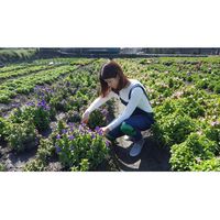 三共コーポレーション sita #905089 SHA-2 ひざあて 2ケ入 1セット(2個)（直送品）