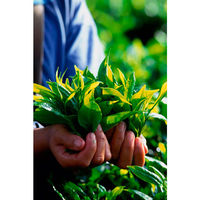 大塚食品 シンビーノ ジャワティストレート レッド 270ml 1箱（24本入）（わけあり品）