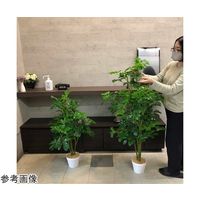 アズワン シェフレラ(フェイクグリーン 人工樹木)135cm 65-9345-87 1個（直送品）