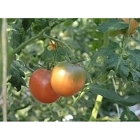 くだものの山長 春のフルーツとまと 1kg(16~22玉) 4582626933031 1箱（直送品）