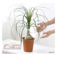 チャーム （観葉植物）トックリラン　５号（１鉢） 183681（直送品）