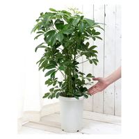 チャーム （観葉植物）シェフレラ　ホンコン　７号（１鉢） 192753（直送品）