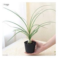 チャーム (観葉植物)トックリラン 2.5~3号(1ポット) 362355 1個（直送品）