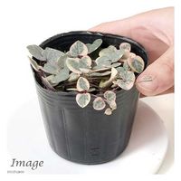 チャーム (観葉植物)ハートカズラ レディーハート(セロペギア ウッディー) 3~3.5号 362163 1個（直送品）