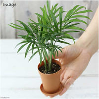 チャーム （観葉植物）テーブルヤシ　２号ロング（１鉢）　受け皿無し 362072（直送品）